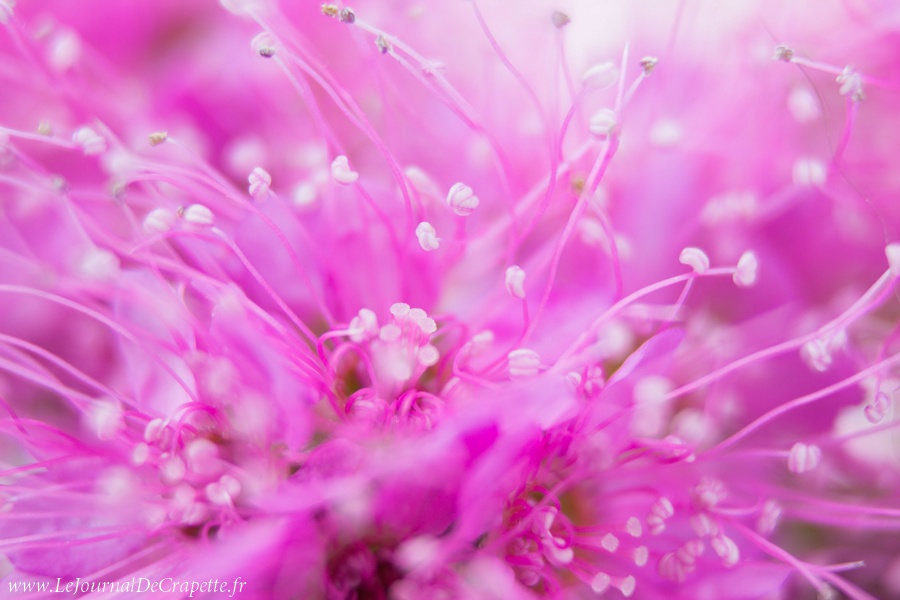 nature-fleurs-macro-001