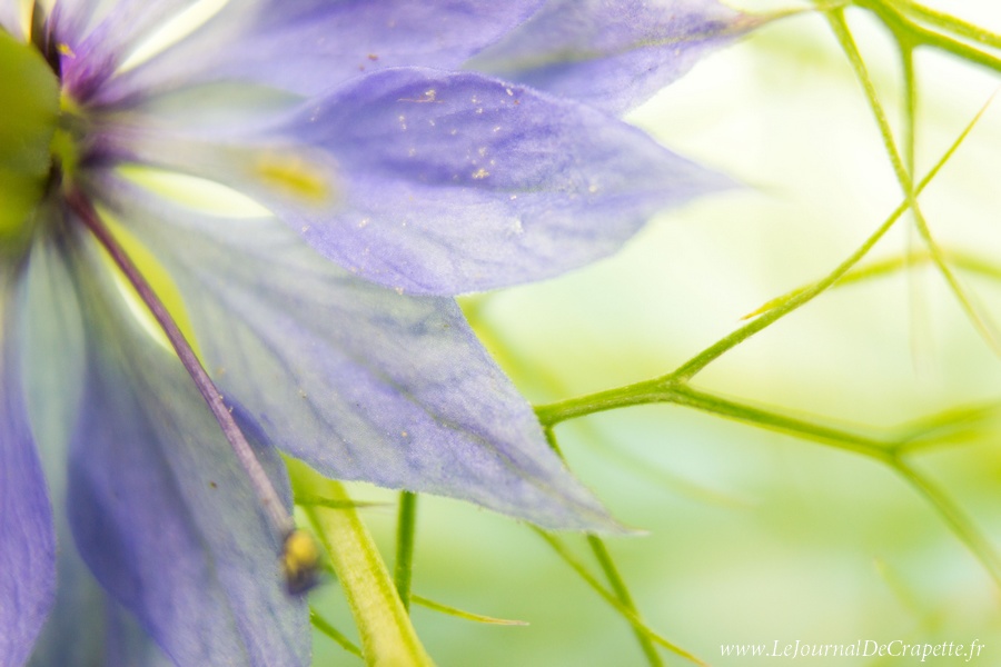 nature-fleurs-macro-002