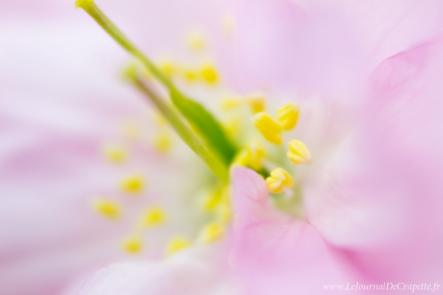 nature-fleurs-macro-003