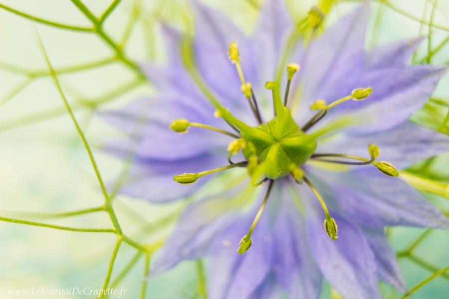 nature-fleurs-macro-004