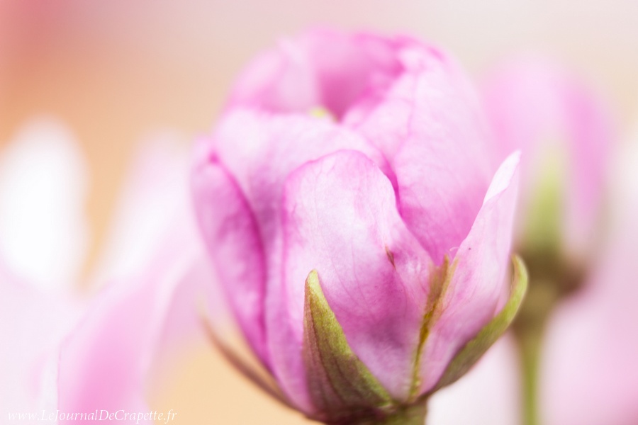 nature-fleurs-macro-009