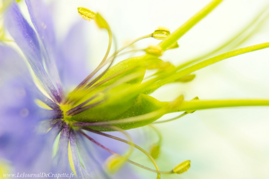 nature-fleurs-macro-012