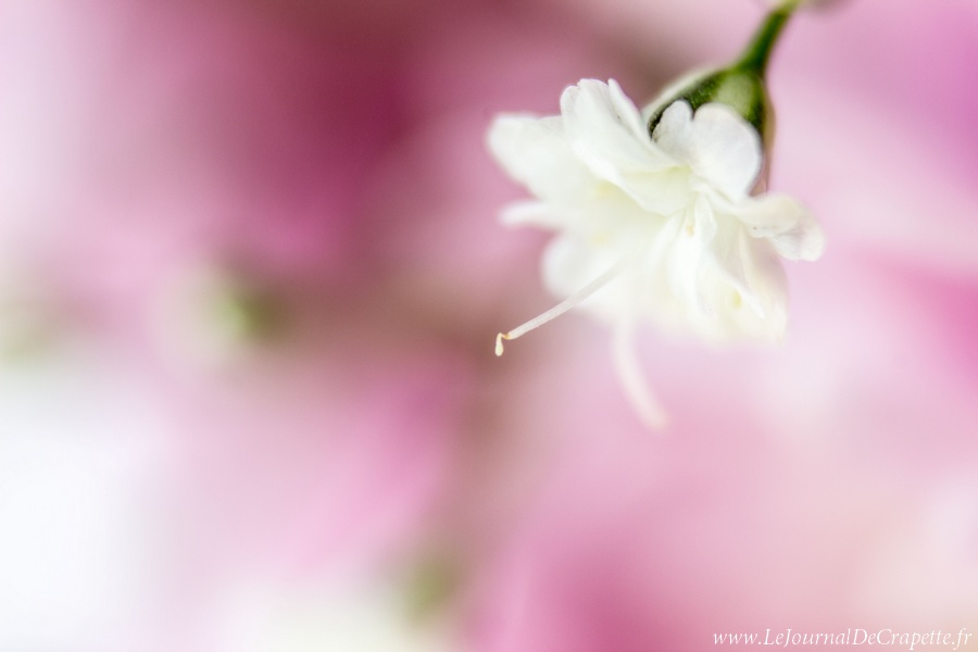 nature-fleurs-macro-013