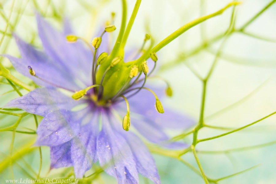 nature-fleurs-macro-014