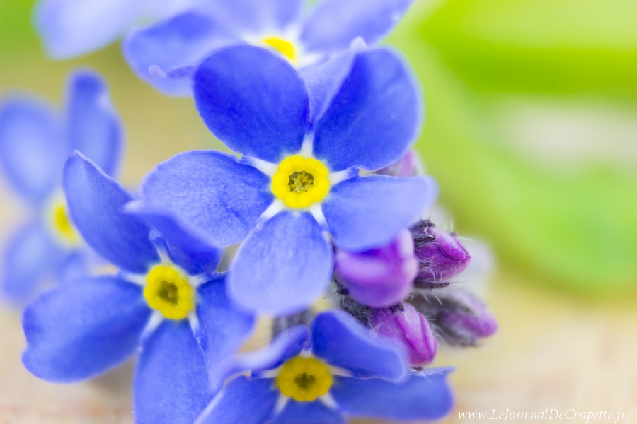 nature-fleurs-macro-015