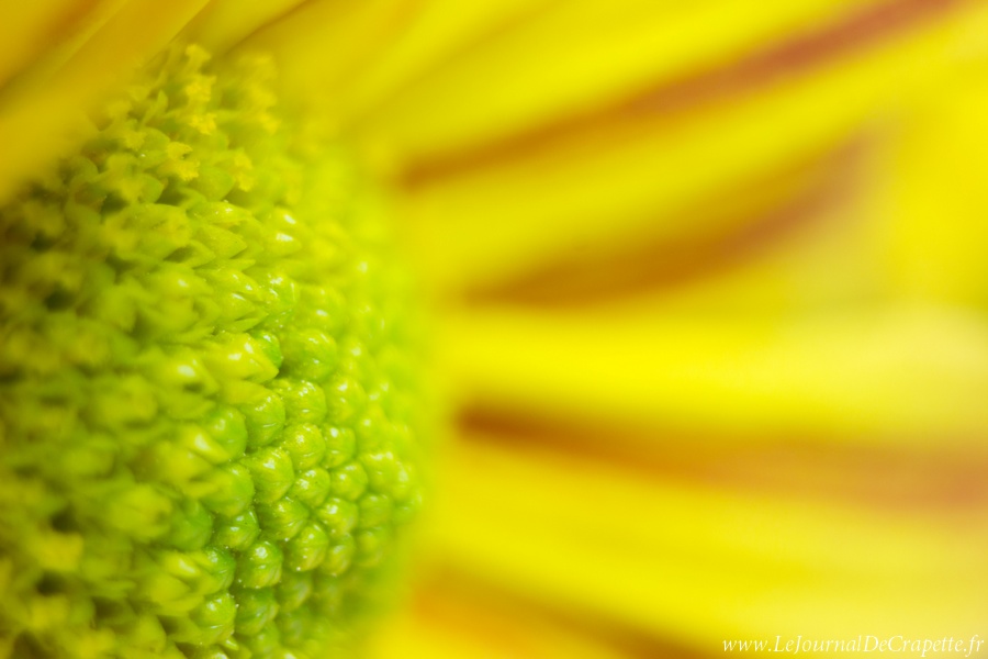 nature-fleurs-macro-018